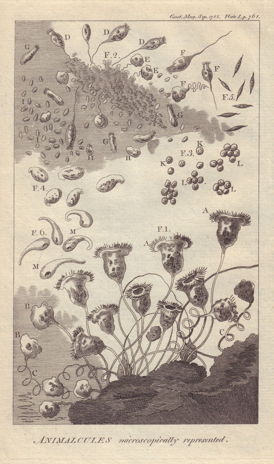 Animalcules microscopically represented. Biology. GENTS MAG 1788 old print
